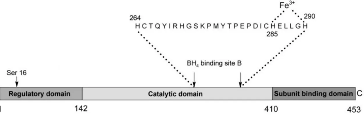 Figure  6.  Structural  components  of  PAH  enzyme.  The  residue  of  serine  16  involved  in  the  regulation  of  the  enzymatic activity can be seen in correspondence with the regulatory domain, while, in correspondence with the  catalytic domain, we