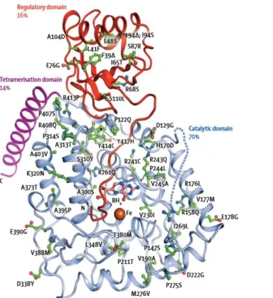 Figure 9. Three-dimensional crystalline structure of the human PAH monomer, in which most of the mutations  responsive to BH4 are represented