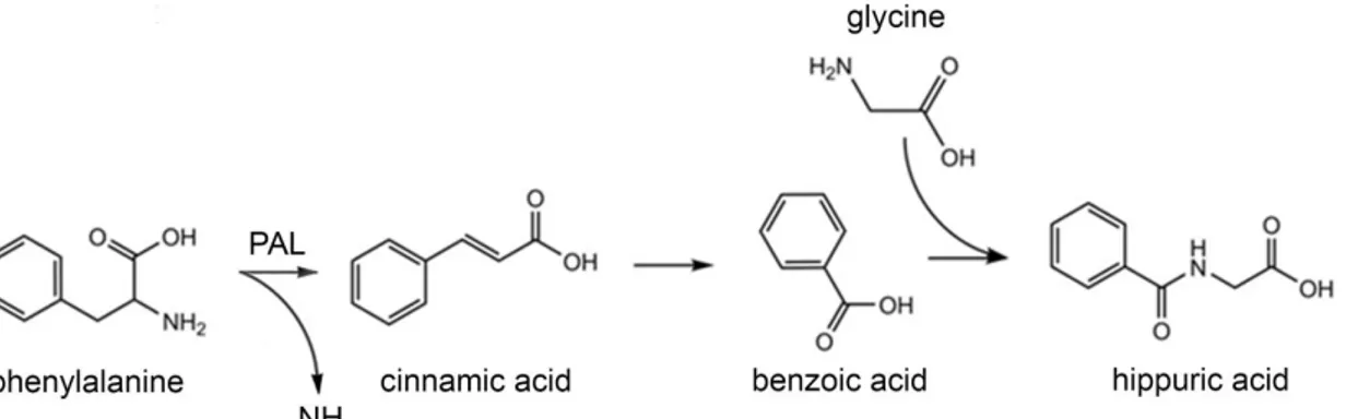 Figure 10. Enzymatic activity of PAL enzyme and degradation of reaction product.  PAL enzyme catalyze the  conversion of L-Phe to trans-cinnamic acid, without the necessity of cofactor