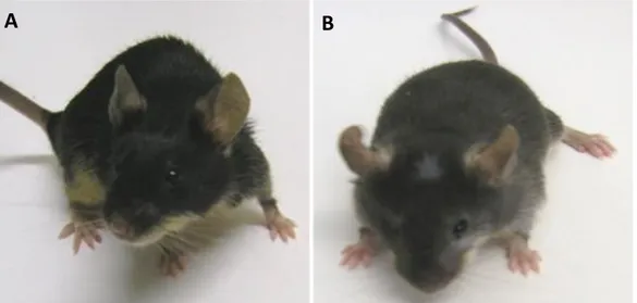 Figure 13. WT and ENU2 (-/-) mice. In this picture we can easily notice the different color of the fur of mice which  is lighter and less dense in the diseased mouse (picture B) and darker and thicker in the healthy mouse (picture 