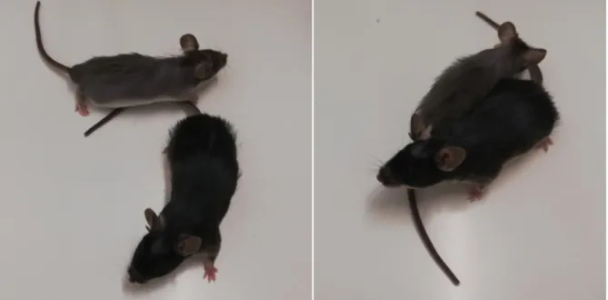 Figure 14. ENU2 mice pups. The ENU2 mice pups can easily distinguished from littermates for its small size and  for its gray-brown coat, as we can observe from the two pictures