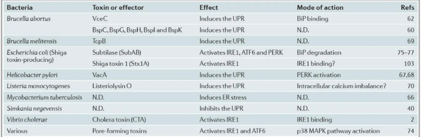 Table 1.1 At present, it has been found that UPR can be directly activated by many secreted  bacterial virulence factors (Celli &amp; Tsolis, 2015)