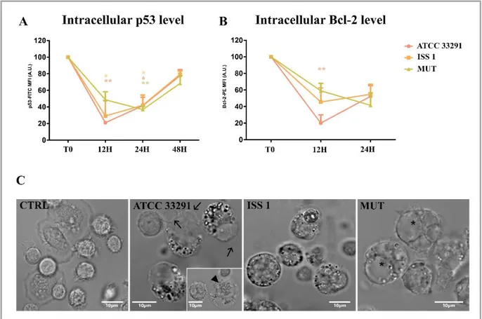 Fig.  5.8  p53  and  Bcl-2  protein  levels  and  morphologic  features  of  cell  death