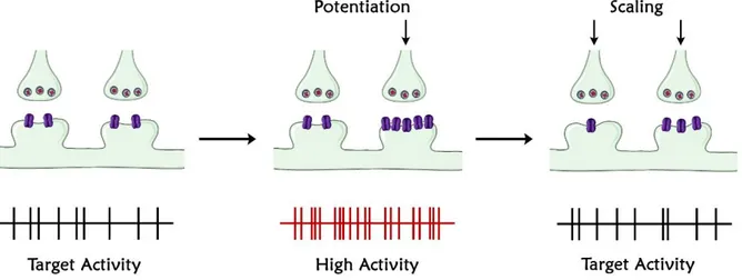 Figure 1. Illustration of synaptic scaling. When activity is perturbed (illustrated here as the potentiation of  some inputs through Hebbian mechanisms) this triggers synaptic scaling, which produces a proportional  reduction in strength at all synapses of