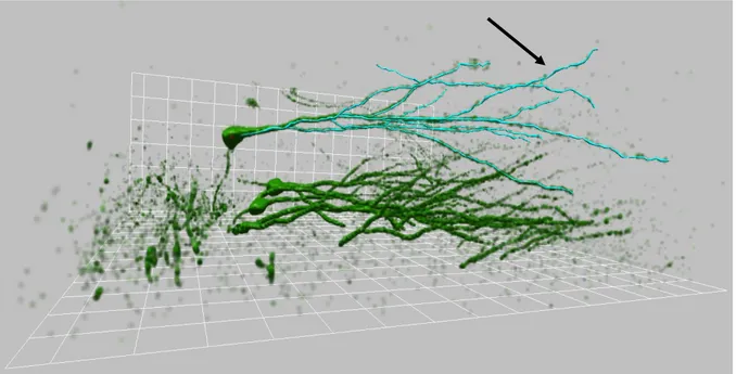 Figure 4. 3D reconstruction of granule cells. The three dimensional reconstruction of 29 day-old GFP- GFP-positive granule cells was performed using Neuronstudio softwere  on confocal microscopy stacks