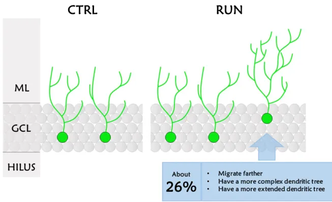 Figure 10. Differences between CTRL and RUN 30-day old GFP-positive granule cells. In the figure are  outlined the features of newly generated granule cells at 30 days after GFP injection in CTRL vs RUN  groups