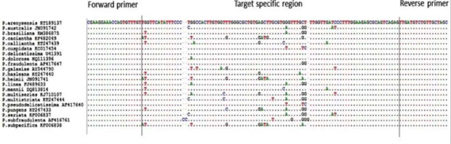 Figure  1.  The  alignment  of  consensus  LSU  rDNA  sequences  of  21  Pseudo-nitzschia  species