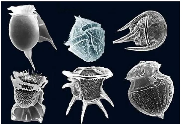 Figura 9. Immagine di varie dinoflagellate. www.flickr.com 
