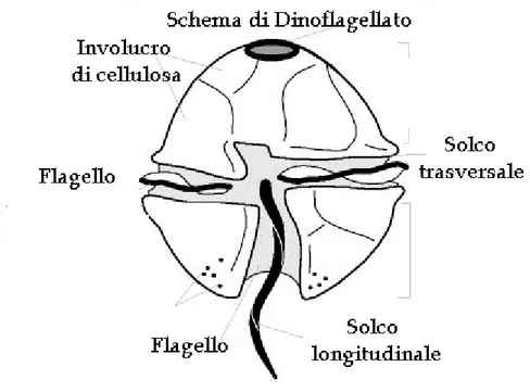 Figura 10: Struttura tipica delle dinoflagellate. http://omodeo.anisn.it/ 