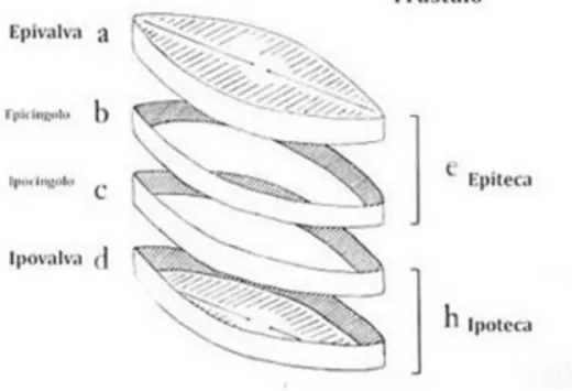 Figura 1. Rappresentazione della parete cellulare delle Diatomee: il frustulo. ( http://www.isprambiente.gov.it/ )