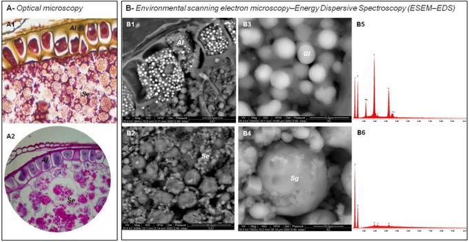 Fig.  6  shows  the  aleurone  (Al)  and  starch  endosperm  (Se)  of  oat  caryopsis  at  higher  magnification