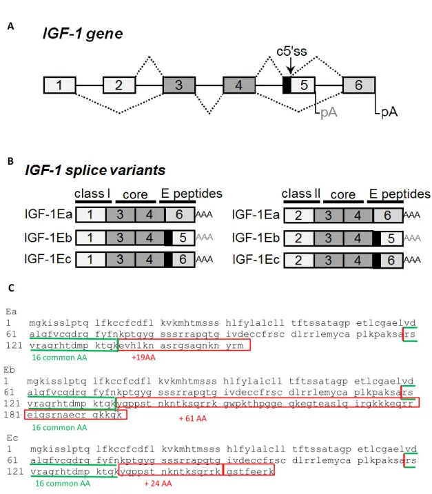 Figure 1. Schematic representation of the igf-1 gene (A) and its splice variants (B-C)