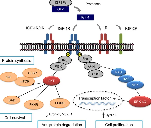 Figure  5.  IGF-1  intracellular  signaling.  The  IGF-1R  comprises  two  extracellular   -subunits  and  two 