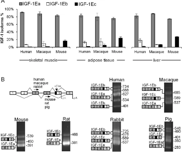 Figure 3. Expression pattern of IGF-1 mRNA isoforms within mammalian species. (A) Quantification 