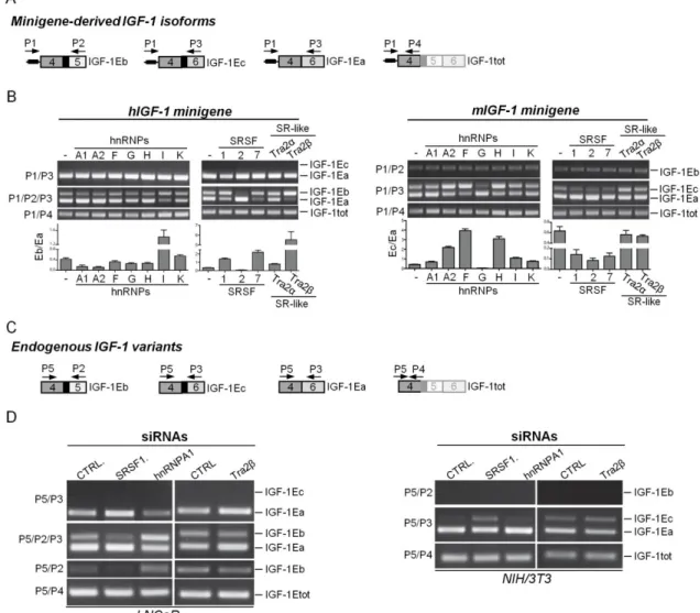 Figure  5.  Modulation  of  splicing  factors  expression  regulates  mouse  and  human  IGF-1  alternative  splicing