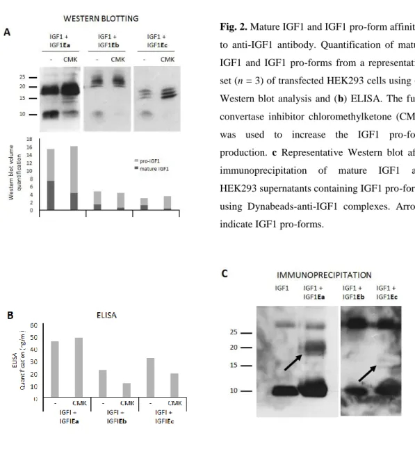 Fig. 2. Mature IGF1 and IGF1 pro-form affinities 