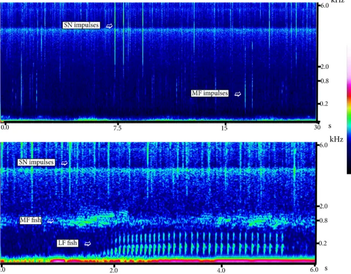Figure 1. Spectrogram of two different section of recordings where the biological signals individuated and counted for this study are  shown
