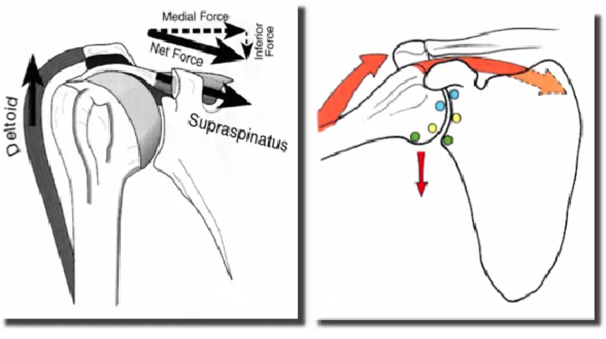 Fig  8:  Centrazione  attiva  della  spalla  durante  i  muvimenti  di  adduzione  ed  abduzione  dell’arto  superiore