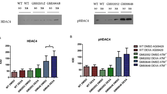 Fig 9. Quantificazione della variazione del rapporto  tra  le  proteine  pHDAC4  (Ser632)/HDAC4  in  estratti  totali  con  e  senza  trattamento  con  Dexa  (Graphs  Mean with SEM)