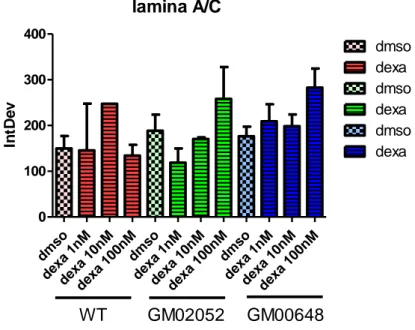Fig 39. A) Quantificazione del contenuto nucleare di lamina A/C in saggi di IF su cellule ATM -/-  GM02052, GM00648, GM03395 e 