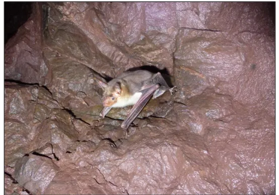 Figura 10. Esemplare di Myotis blythii fotografato nel tunnel di una miniera a Montecatini Val di Cecina (Toscana)