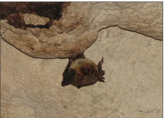 Figura 12. Esemplare di Myotis punicus della Grotta Sa Rocca Ulari nel comune di Borutta (Sardegna)