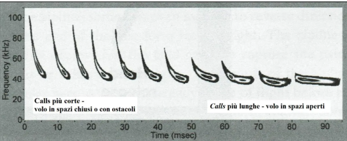 Figura 24. Rappresentazione del repertorio di sonogrammi utilizzati da un singolo individuo che vola in differenti tipi  di habitat (da Parsons e Szewczak, 2009).