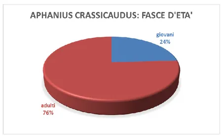 Fig. 4.1.9: distribuzione della popolazione di A. crassicaudus in fasce di età. 