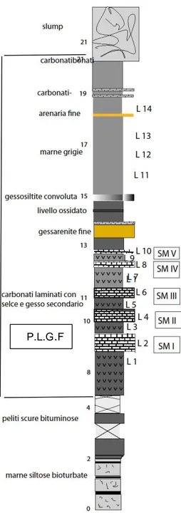 Fig. 4.2.8: colonna stratigrafica dell’affioramento messiniano nel punto di scavo (S. Marina), relativo  alla P.L.G.F