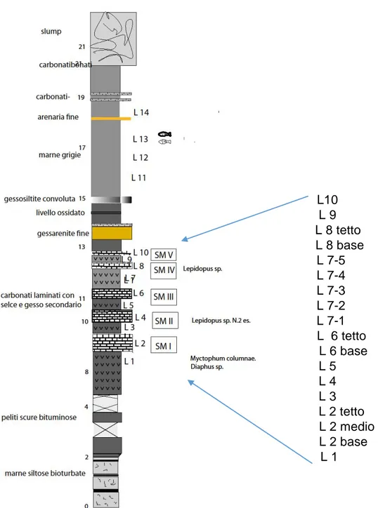 Fig. 4.2.14: colonna stratigrafica relativa agli scavi 2011 – 2014; per il relativo riferimento geologico  si rimanda al Cap