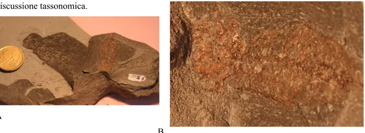 Fig. 4.2.41: es. MS 131 A, B - Carangidae; es. nella roccia e lo stesso esemplare ingrandito