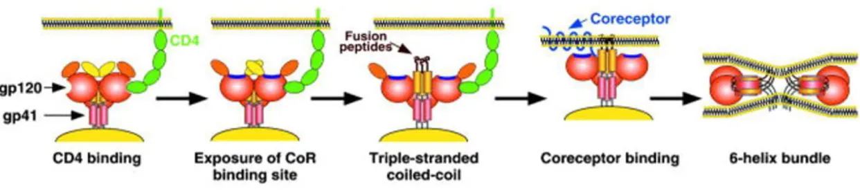 Figura 4. Fasi del processo di fusione tra la membrana virale e cellulare. 