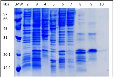Figura 15. Analisi SDS-PAGE del processo di purificazione della proteina ricombinante C30C31  C-Tat