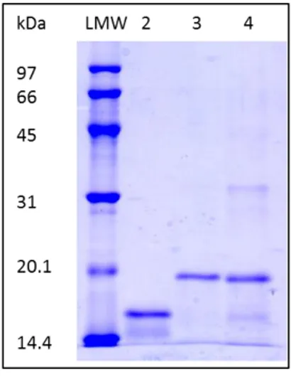 Figura  17.  Valutazione  in  SDS-PAGE  delle  tre  varianti  della  proteina  Tat.  Lane  1:  Standard  di  proteine a basso peso molecolare  (LMW); lane 2: Proteina Tat clade B (5 µg); lane 3: Proteina C30S31  Tat clade C (5 µg); lane 4: Proteina C30C31 