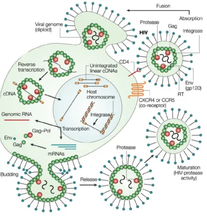 Figure 3. HIV-1 Life cycle. 
