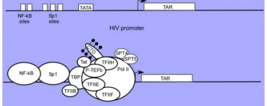 Figure 4. Structure of the HIV-1 viral promoter. 