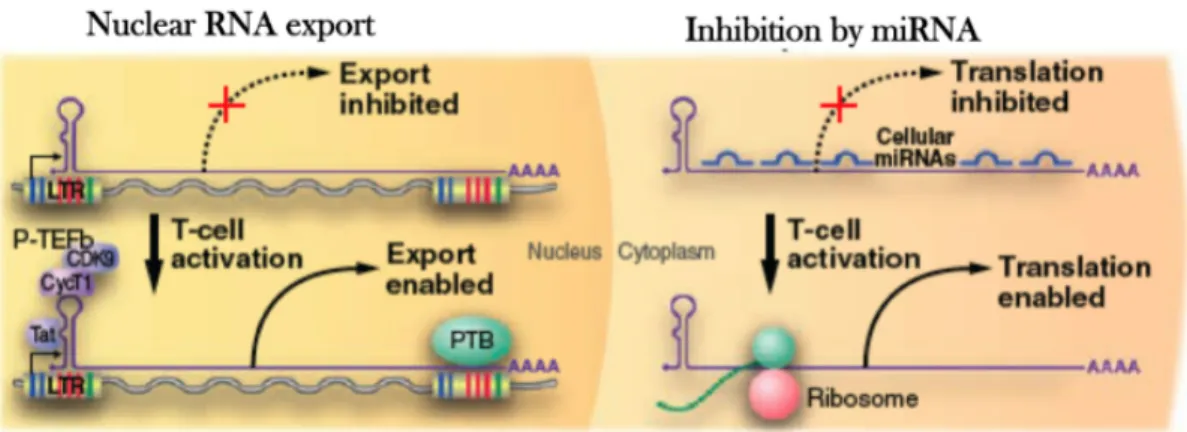 Figure 8. Post-transcriptional blocks of HIV-1 latency 