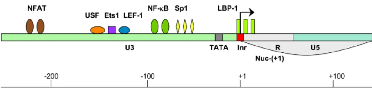 Figure 9. Binding sites for the critical TFs within the HIV-1 LTR 