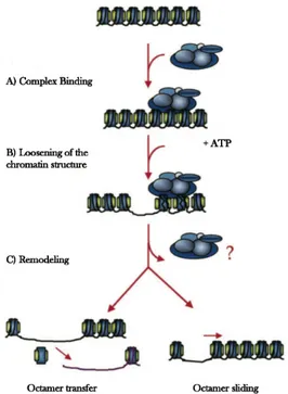 Figure 11. Chromatin remodeling complexes. 
