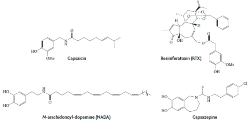 Figure  1.8.  Chemical  structures  of  selected  TRPV1  ligands.  Capsaicin,  the  pungent 