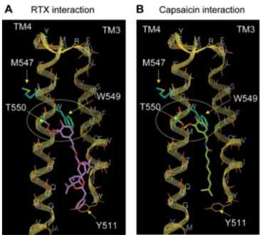 Figure  1.9.  Structural  model  of  RTX  (A)  and  capsaicin  (B)  interacting  with  transmembrane helices TM3 and TM4 of TRPV1