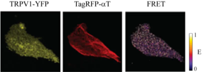 Figure 3.8 FRET measurements on cells expressing TRPV1-YFP and TagRFP-αT. Left 