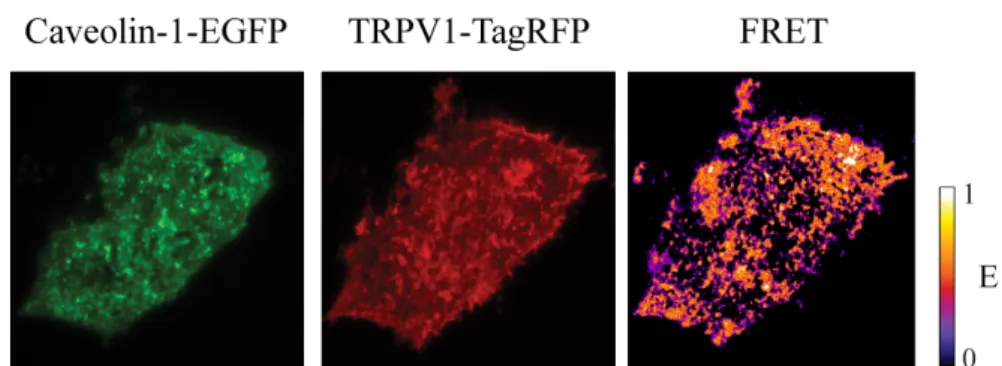 Figure  3.13.  FRET  imaging  of  TRPV1-microtubules  interaction.  Left  panel,  donor 