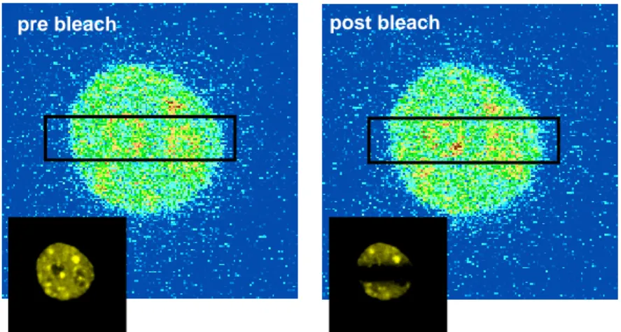 Figure 17. Acceptor photobleaching of cells transfected with CFP-Orc1 and YFP  HP1α. CFP (donor) and YFP (acceptor, smaller panels) channels before the  bleach