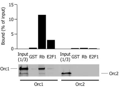 Figure 3. Orc1 specifically interacts with Rb  in vitro . GST pull-down experiment  performed by incubating GST, GST-Rb or GST-E2F1 fusion proteins immobilized  on gluthatione-agarose beads with in vitro translated [ 35 S]-labelled Orc1 or Orc2 