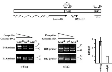 Figure 2. Chromatin immunoprecipitation (ChIP) analysis of HeLa cells  transiently transfected with Orc1-Flag