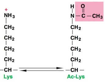 Figure 1.2. Protein lysine acetylation.  Reversible acetylation of a lysine (Lys) 