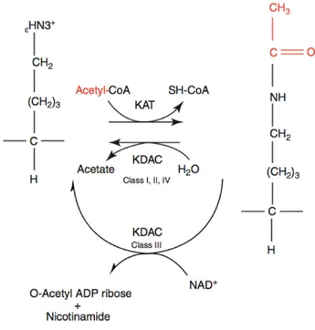 Figure 1.3.  Mechanisms of lysine acetylation and deacetylation.  KAT  catalyzes the transfer of an acetyl moiety to the side amino group of lysine