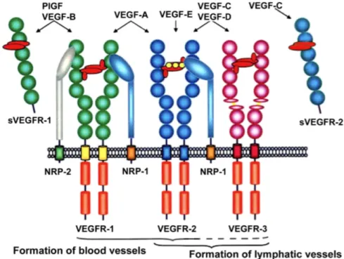 Figure 1.8. Mammalian VEGF-VEGFR interaction.  Schematic representation of  the interaction of the VEGF family members with their cognate receptors