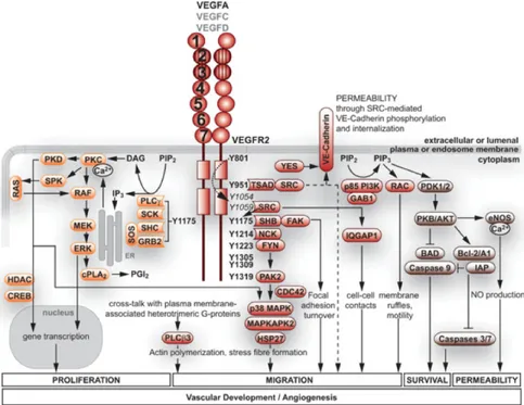 Figure 1.10. VEGFR2 signal transduction.  Once the receptor is activated,  upon VEGFs-induced dimerization, signaling molecules (‘rocket’ shapes) bind to  respective tyrosine phosphorylation sites and initiate complex network of  intracellular signal trans